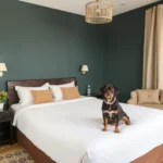 Hotel Antaris Galerías - Hotel Pet Friendly en Monterrey