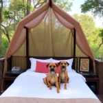 Hotel Bosque Mágico - Hotel Pet Friendly en San Miguel Regla