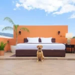Hotel Camino Del Sol - Hotel Pet Friendly en Maravatío de Ocampo