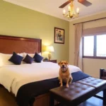 Hotel Casa Real - Hotel Pet Friendly en Villahermosa