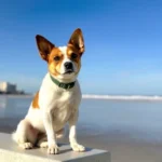 Hotel Cimsa - Hotel Pet Friendly en Veracruz