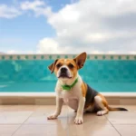 Hotel Emporio Zacatecas - Hotel Pet Friendly en Zacatecas