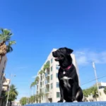 Hotel En Av. Bernardez - Hotel Pet Friendly en Guadalupe