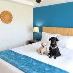 Hotel Enriquez Coatzacoalcos - Hotel Pet Friendly en Coatzacoalcos
