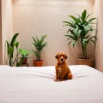 Hotel Escalada - Hotel Pet Friendly en Oaxaca de Juárez