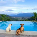 Hotel Kapu, Puebla - Hotel Pet Friendly en Heroica Puebla de Zaragoza