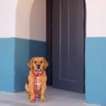 Hotel La Fuente - Hotel Pet Friendly en Saltillo