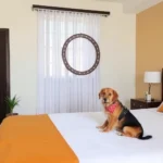 Hotel Maya Bell - Hotel Pet Friendly en Palenque