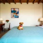 Hotel Merida, Yucatan - Hotel Pet Friendly en Mérida