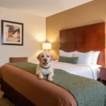 Hotel Misión Express Durango - Hotel Pet Friendly en Durango