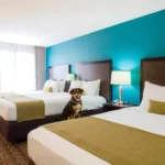 Hotel Misión Express Monterrey Aeropuerto La Fé - Hotel Pet Friendly en Apodaca