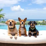 Hotel Misol-ha Mérida - Hotel Pet Friendly en Mérida