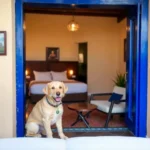 Hotel Monte Albán - Hotel Pet Friendly en Oaxaca de Juárez