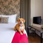 Hotel Nh Collection Mérida Paseo Montejo - Hotel Pet Friendly en Mérida