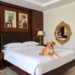 Hotel Palacio Canton - Hotel Pet Friendly en Valladolid