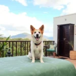 Hotel Plazha - Hotel Pet Friendly en Tuxtla Gutiérrez