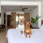 Hotel Puerto Inn - Hotel Pet Friendly en Veracruz