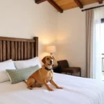 Hotel Quinta Chiapas - Hotel Pet Friendly en Tuxtla Gutiérrez