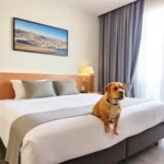 Hotel San Diego - Hotel Pet Friendly en Guanajuato