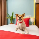 Hotel Urban Express - Hotel Pet Friendly en Villahermosa