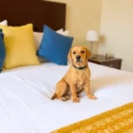 Hotel Zacatecas Courts - Hotel Pet Friendly en Zacatecas