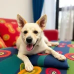Manu - Hotel Pet Friendly en Veracruz