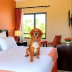 Maria Isabel Plaza - Hotel Pet Friendly en Veracruz