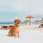 Nacional Beach Club - Hotel Pet Friendly en Mahahual