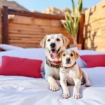 Off The Grid - Hotel Pet Friendly en Monterrey