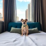 One Puebla Finsa - Hotel Pet Friendly en Heroica Puebla de Zaragoza