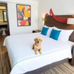 Oyo Hotel Plaza Veracruz Centro Historico - Hotel Pet Friendly en Veracruz