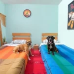 Peace Hostel Petfrienly Queer 420 - Hotel Pet Friendly en La Paz