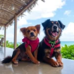 Petite Resort - Hotel Pet Friendly en Mérida