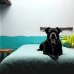 Posada De Xochitl - Hotel Pet Friendly en Oaxaca de Juárez