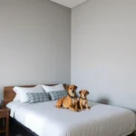 Slp Rooms - Hotel Pet Friendly en San Luis Potosí