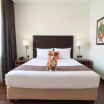 Suites Lafragua - Hotel Pet Friendly en Veracruz