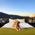 Vista Express Morelia - Hotel Pet Friendly en Morelia