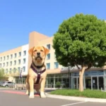Wyndham Garden Tecnológico Torreón - Hotel Pet Friendly en Torreón