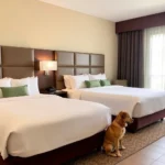 Wyndham Monterrey Ambassador Centro - Hotel Pet Friendly en Monterrey