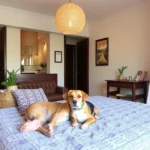 Hoteles Pet Friendly en Acatlán, Hidalgo