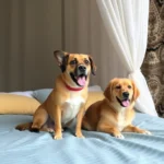 Hoteles Pet Friendly en Atlatlahucan, Morelos