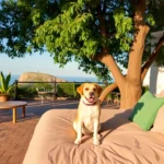 Hoteles Pet Friendly en Bustamante, Nuevo León