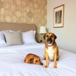 Hoteles Pet Friendly en Comalcalco, Tabasco