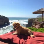 Hoteles Pet Friendly en Cruz de Huanacaxtle, Nayarit