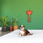 Hoteles Pet Friendly en Cunduacán, Tabasco