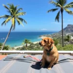 Hoteles Pet Friendly en Loreto, Baja California Sur