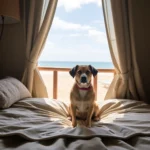 Hoteles Pet Friendly en San Blas, Nayarit