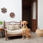 Hoteles Pet Friendly en San Cristóbal de las Casas, Chiapas
